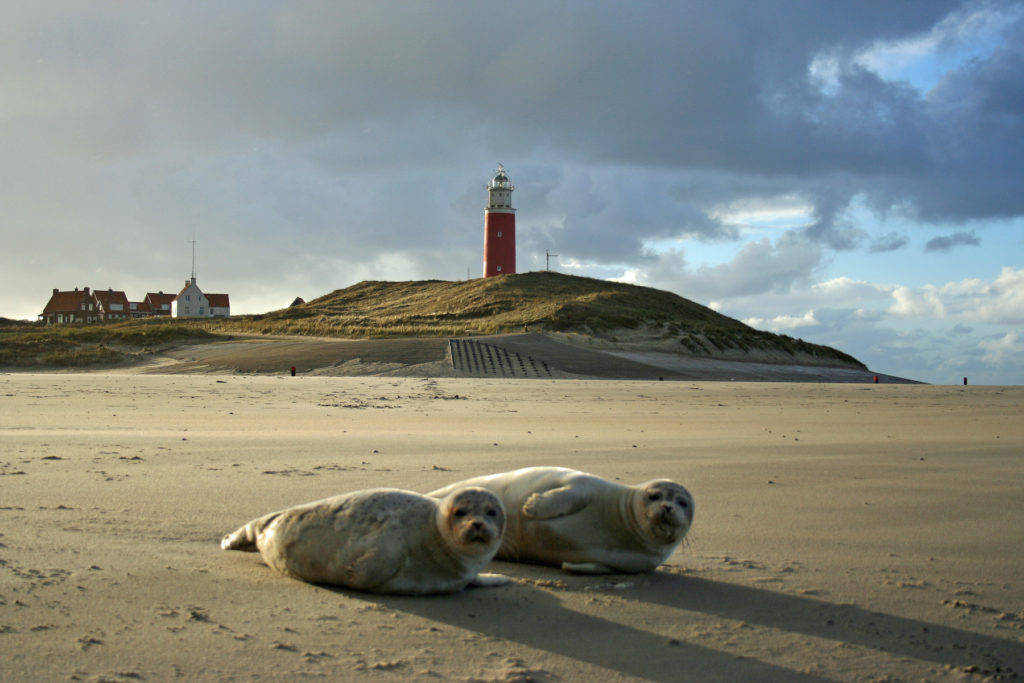H2TX Texel - Zeehonden op strand voor vuurtoren